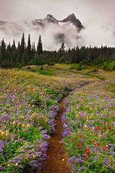 a trail winds through a field with wildflowers and mountains in the background on a cloudy day