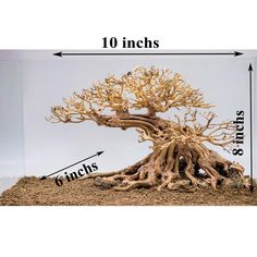 an image of a bonsai tree with measurements