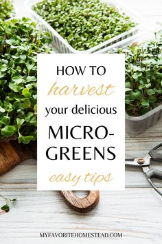 the words how to harvest your delicious micro greens easy tips