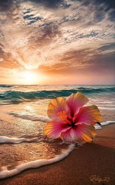 a pink flower sitting on top of a sandy beach next to the ocean at sunset