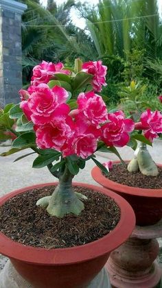 two potted plants with pink flowers in them