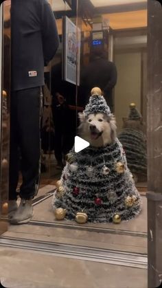 a dog wearing a christmas tree costume in an elevator