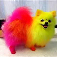 a small toy dog with bright colored fur