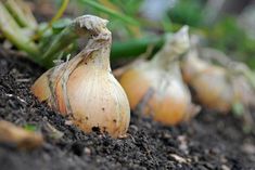 several garlic bulbs are growing in the soil