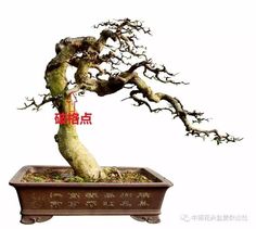 a bonsai tree in a pot with chinese writing on it