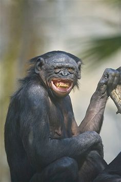 a chimpan sitting on top of a rock with its mouth open and tongue out