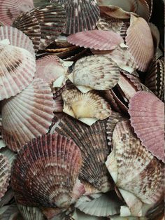 many seashells are gathered together in a pile on the beach, some pink and one white