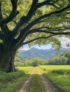 a dirt road leading to a large tree in the middle of a grassy field with mountains in the background