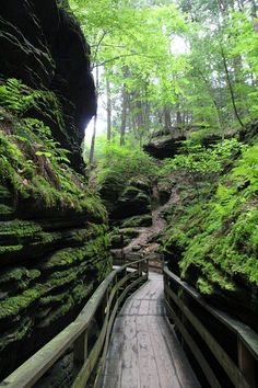 a wooden walkway in the middle of a forest with moss growing on it's sides