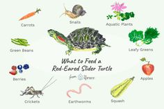 what to feed a red - eared slider turtle for the spring and summer