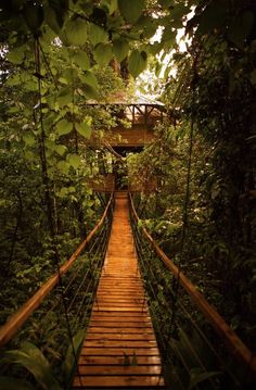 a wooden walkway in the middle of trees with a tree house on top of it