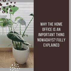 a potted plant sitting on top of a wooden floor next to a window with the words home color selection tips for this summer