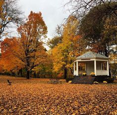 a white gazebo surrounded by leaves and trees in the fall with autumn foliage on the ground