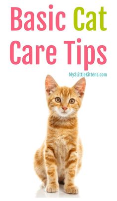 an orange cat with the words basic cat care tips