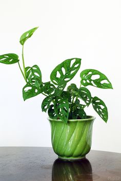 a green potted plant sitting on top of a table