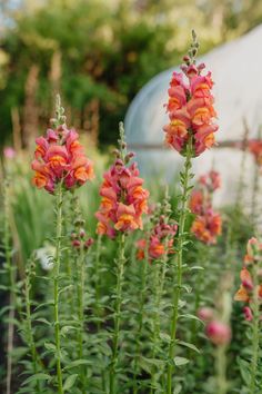 some pink and orange flowers in a garden