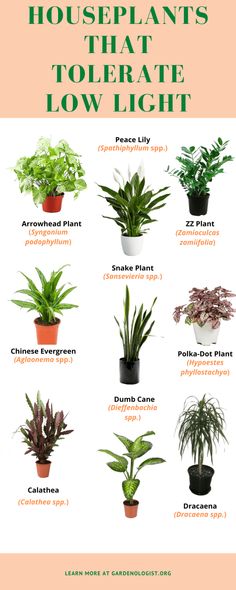 the best plants for your house