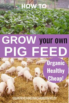 the cover of grow your own pig feed, featuring pigs in a field with text overlay