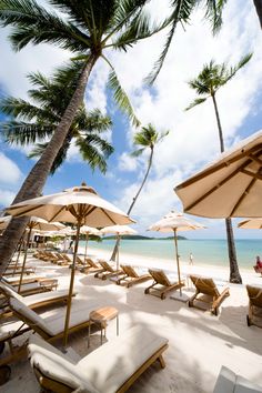 lounge chairs and umbrellas are lined up on the beach with palm trees in the background