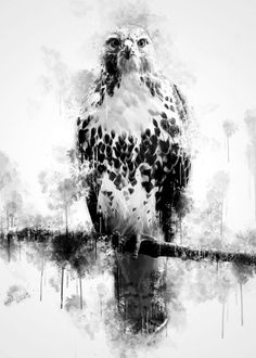 black and white photograph of an owl sitting on a tree branch with water droplets around it