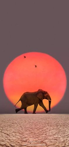 an elephant is walking across the desert at sunset