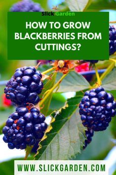 blackberries growing on a tree with the words how to grow blackberries from cuttings?