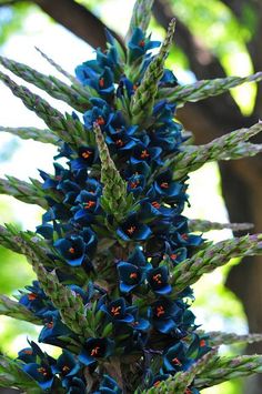 the blue flowers are blooming on the tree