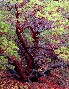 a red tree with green leaves on the ground and trees in the background are very colorful