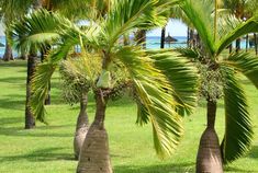 several palm trees are in the grass by the beach