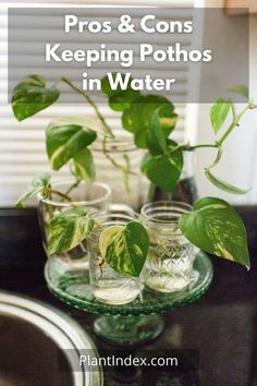 three glass vases with plants in them and the words how to water bofagate your indoor plants in 3 easy steps