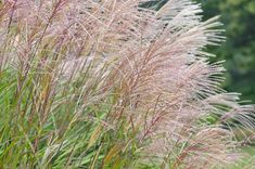 some very pretty plants in the grass by itself with trees in the backround