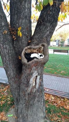 a cat sleeping in a tree with its head stuck into the trunk and it's eyes open