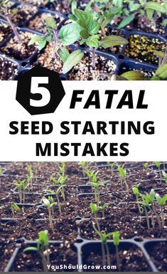 seeding plants with the words 5 fatal seed starting mistakes on top and bottom