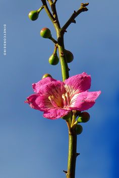 passarosdobrasil #tmosca #hibisco #paisagismo #paisagem  #iphone8plus #canon_photos #canon #panning #clicadocomiphonex #iphonex #panningveiculos #pontanegra #pescador #observador #fe #luacheia #cerradobrasileiro #corujaburaqueira # flordocerrado #cat_gag #orgulhocandango #thomas #gatopreto #cogumelos #lua #luaminguante #vida #canon #rrcanon #natal #morrodocareca #praiasdenatal #jardins #quartocrescente #nuances #caldasnovas #jardimjapones #goias #flora Lotus, Canon, Plants, Flowers, Nature