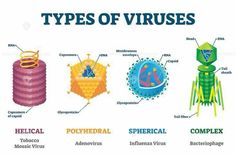 different types of tissues and their functions in the body, with words describing them on each side