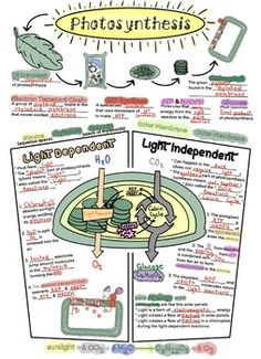 an info poster showing photosyntheism and light independent