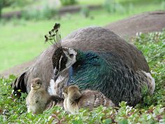 a mother peacock and her two babies in the grass near a rock, with one baby bird on its back