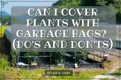 a train traveling down tracks with the words can i cover plants with garbage bags? do's and don'ts