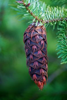 a pine cone hanging from a tree branch