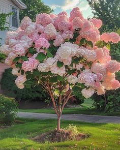 a tree with pink flowers in front of a house