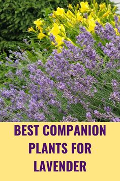 purple and yellow flowers with the words best companion plants for lavender in front of them