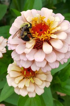 a bee sitting on top of a pink flower