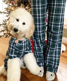 a small white dog wearing pajamas next to a person's leg and christmas tree