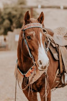 a brown and white horse wearing a saddle