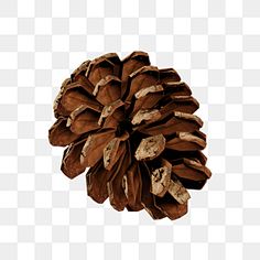 a brown pine cone on a white background png clipart image with transparent background