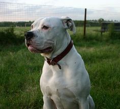 a white dog sitting in the grass with his tongue out and looking at the camera