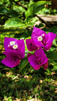 three purple flowers are blooming in the sun on some green leaves and grass with a bench in the background