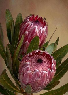 two large pink flowers with green leaves on a brown and beige background, one is blooming