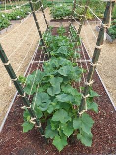 a garden with many plants growing in it