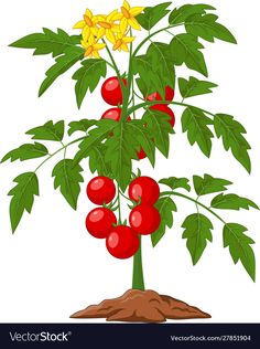 Cartoon Tomato, Farm Cartoon, Moringa Tree, Planting Sunflowers, Cartoon Trees